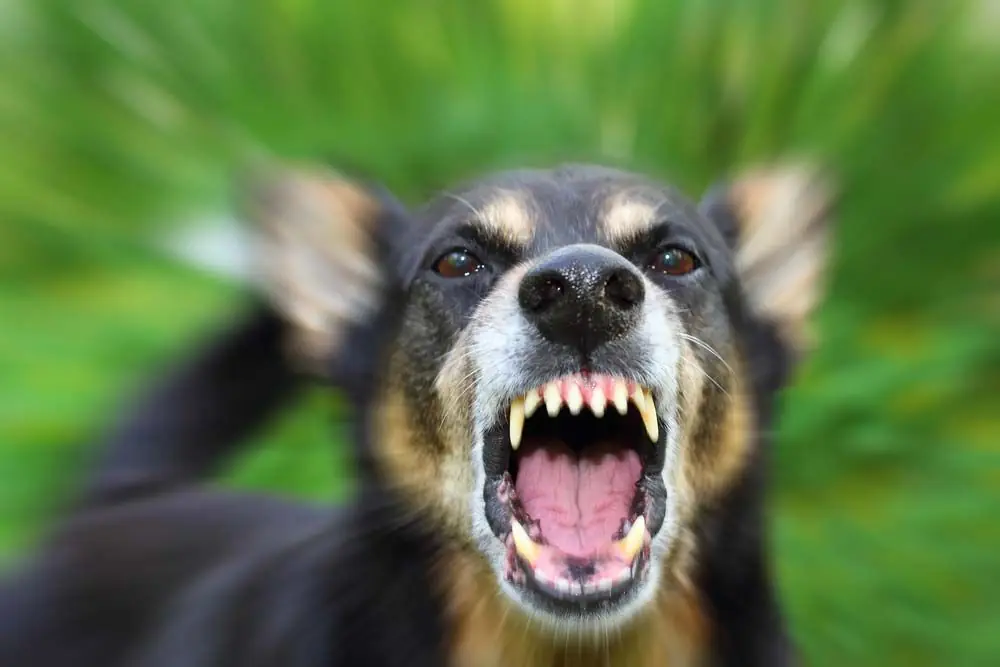 Ataques de locura en perros: Causas y soluciones para controlarlos
