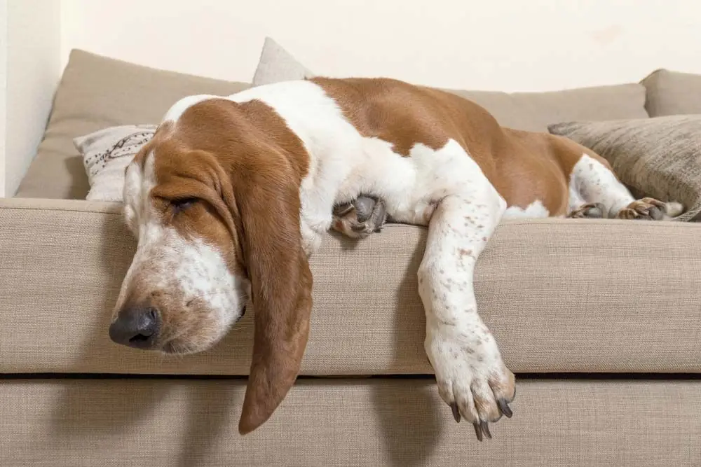 Basset hound