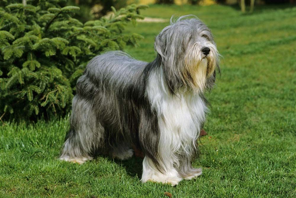 Bearded collie
