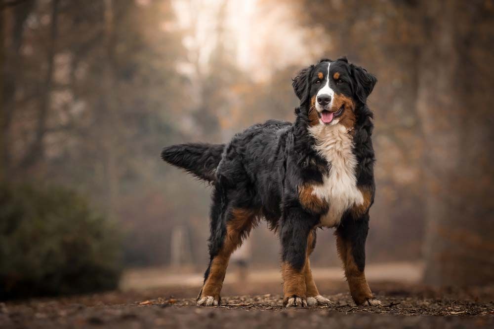 Bernese mountain dog