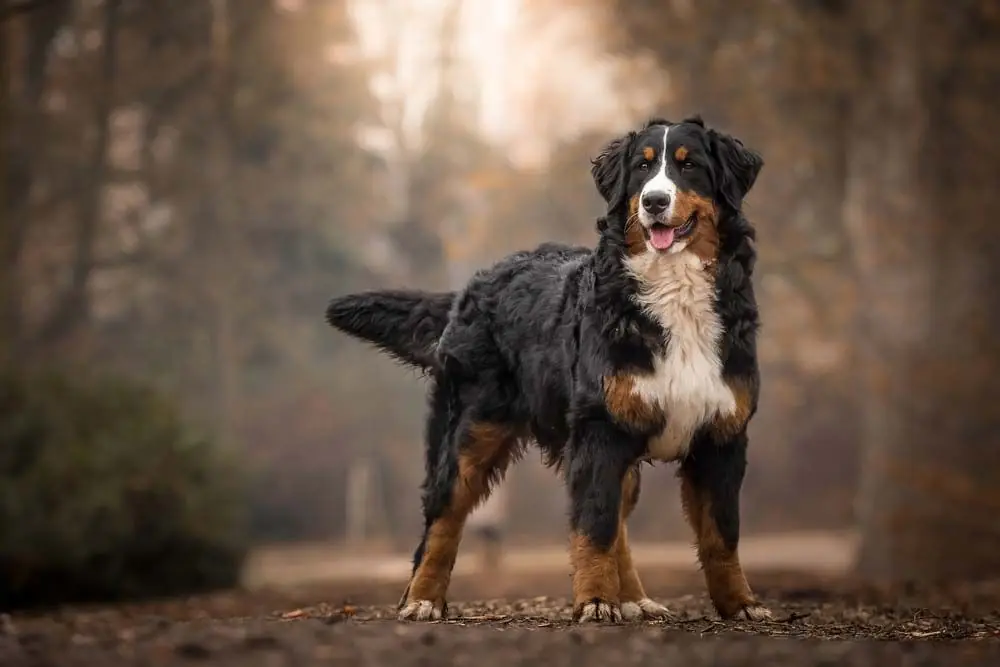 Bernese mountain dog