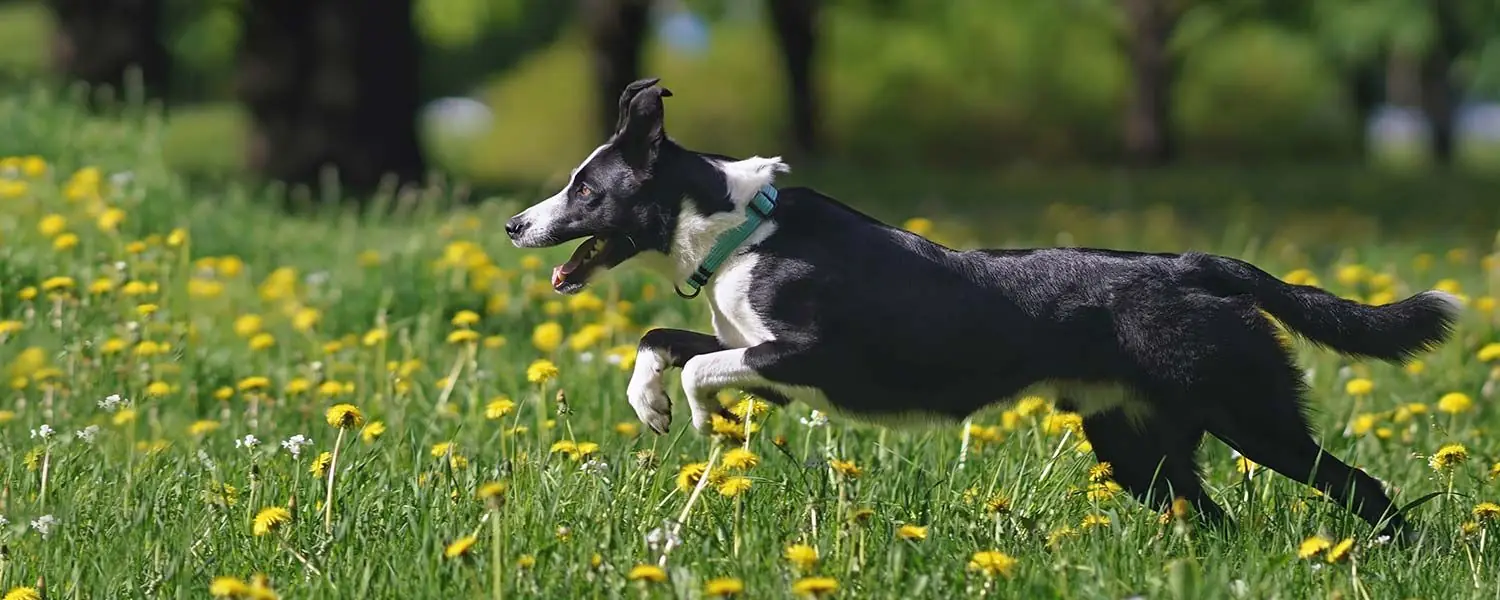 Il Border Collie a pelo corto: una razza di cani da compagnia ideale