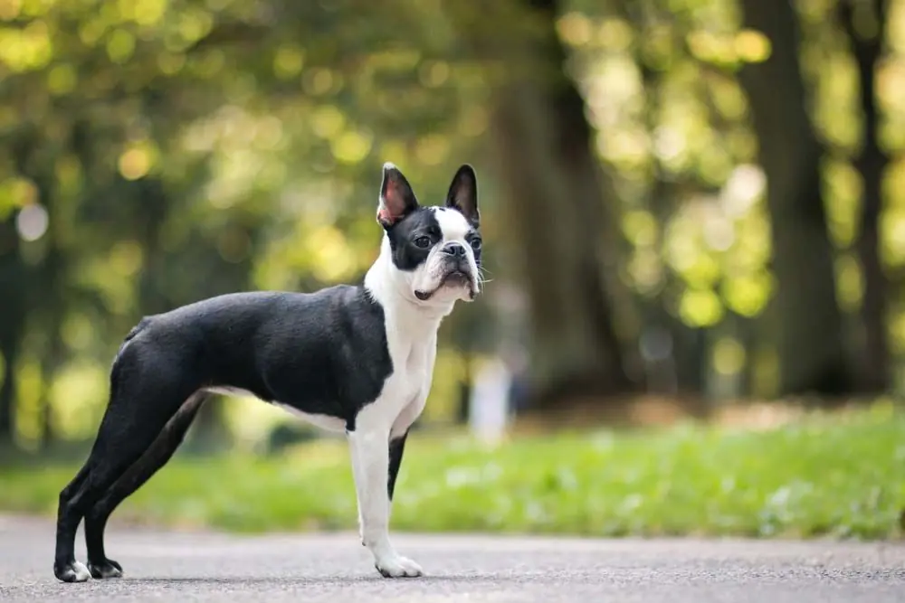 Boston terrier