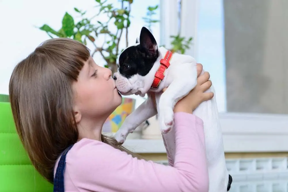 Bouledogue francese
