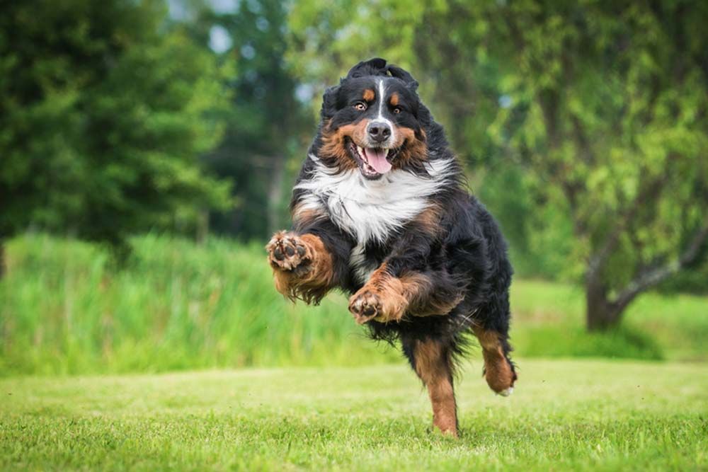 Boyero de Berna ejercicio