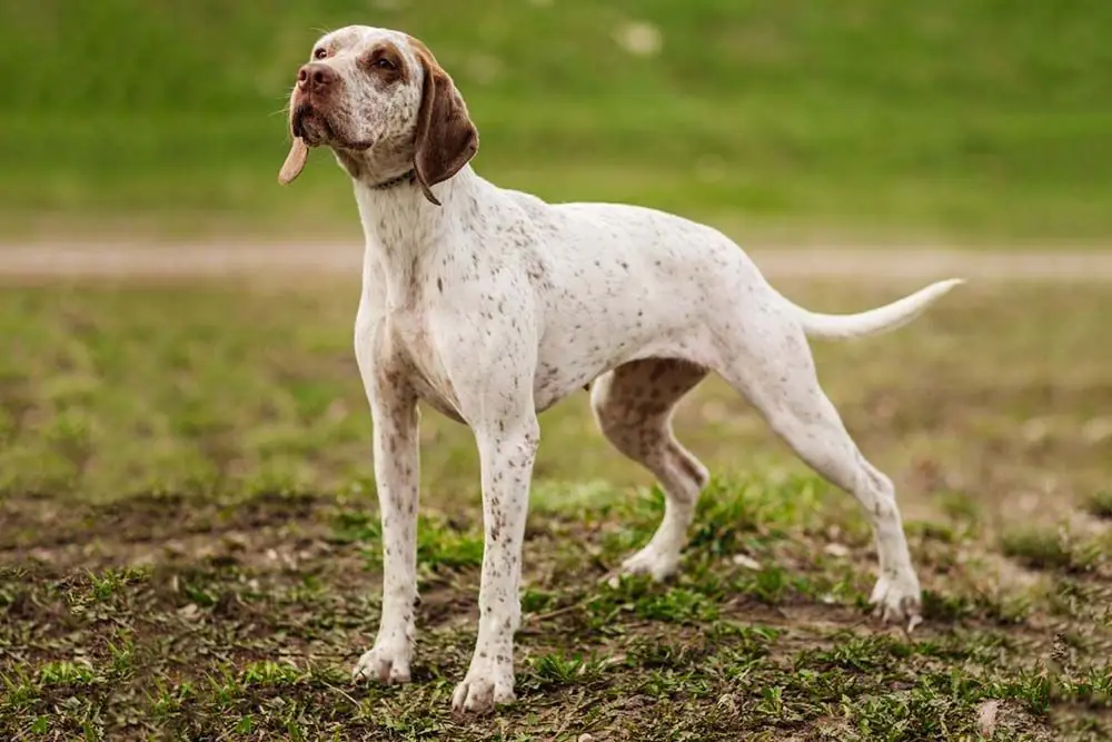 Braco de Bourbonnais