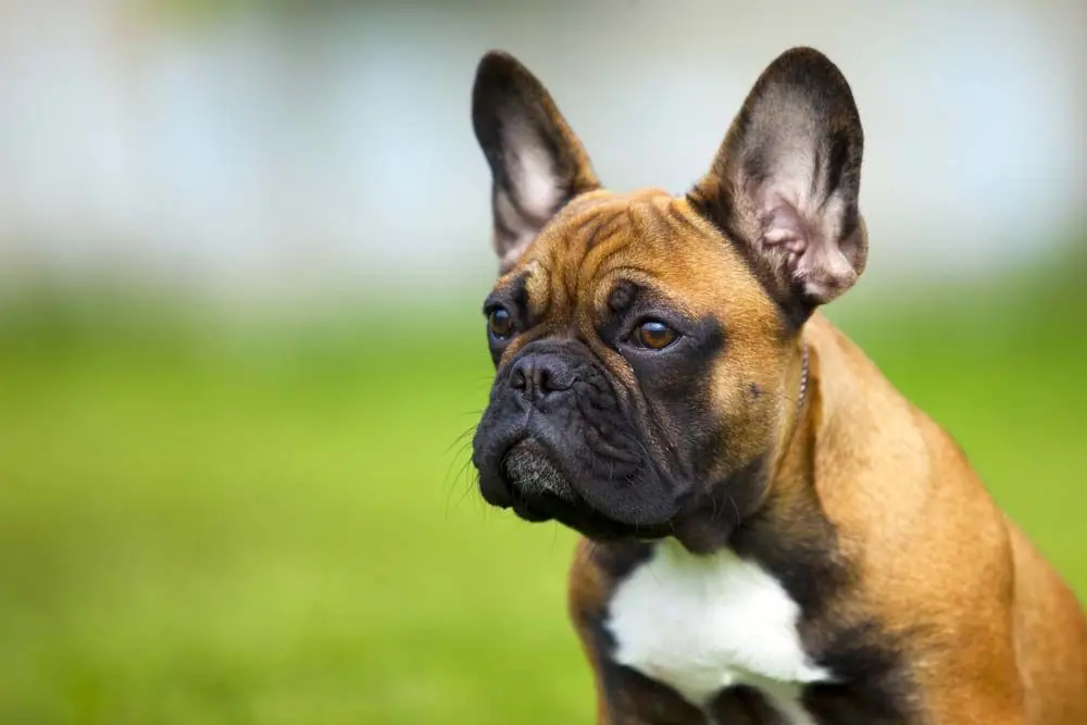 Razas de Perros Braquicéfalos - Conoce las características y cuidados de las razas de perros con cabeza corta