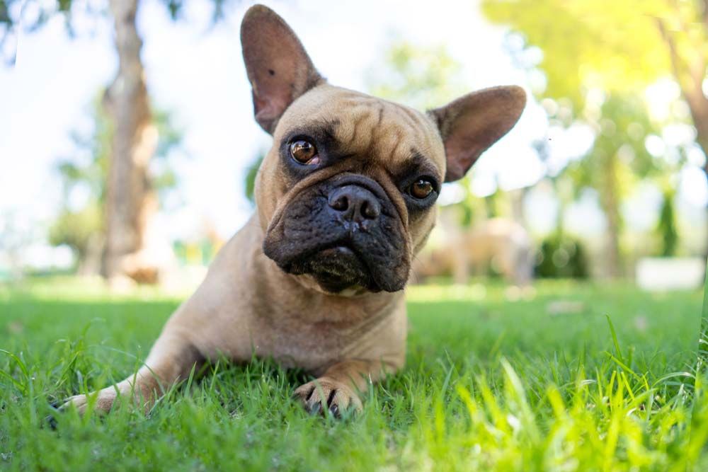 Bulldog frances caratteristiche fisiche