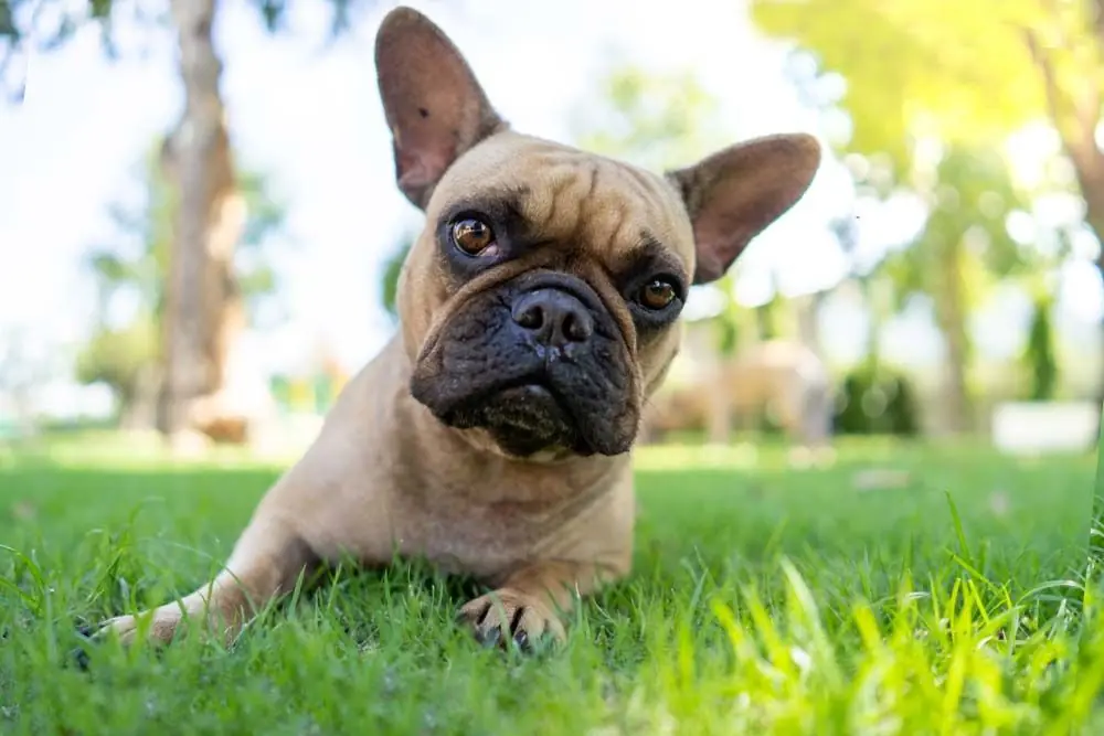Bulldog frances caratteristiche fisiche