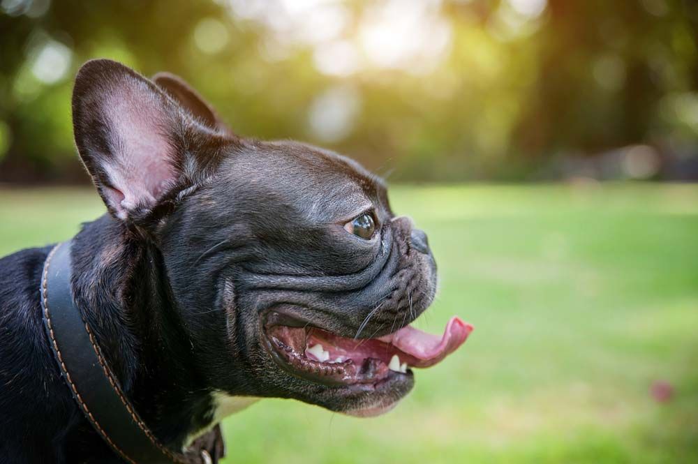 Bulldog frances caratteristiche fisiche