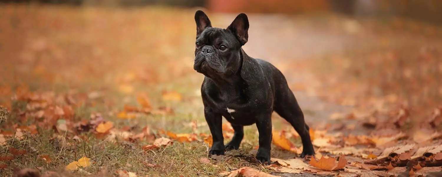 Bulldog Francese: un cane dal carattere forte