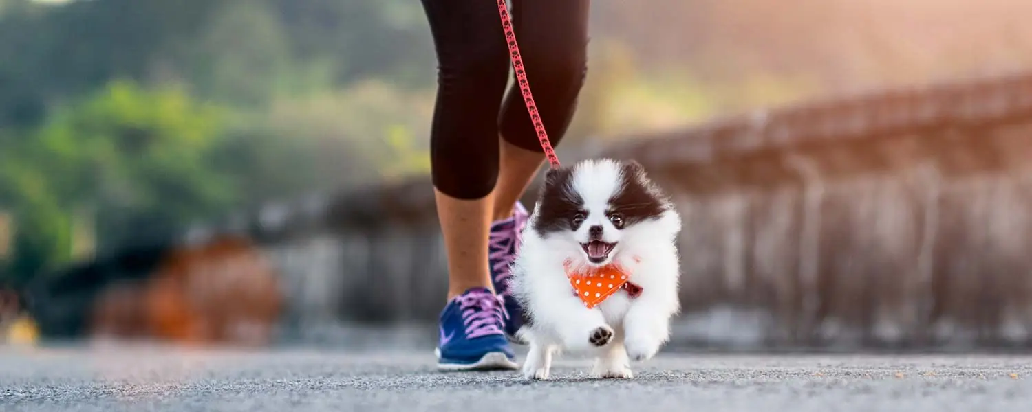 Cachorros: ¿Cuánto ejercicio necesitan? - Guía de tiempo recomendado y consejos para su bienestar