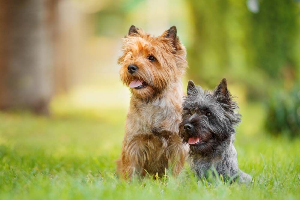 Cairn Terrier