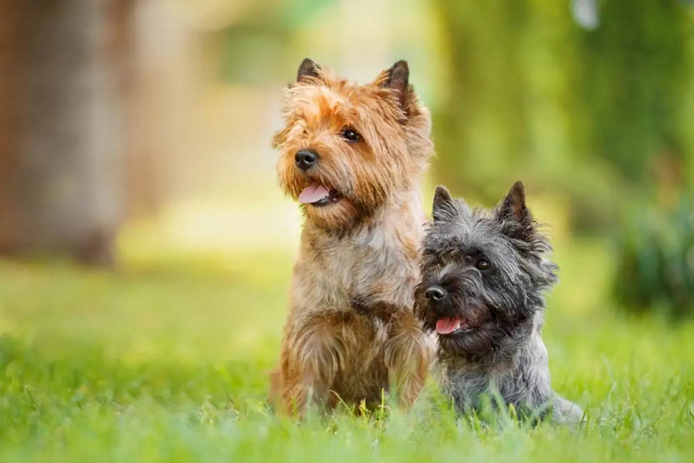 Cairn terrier
