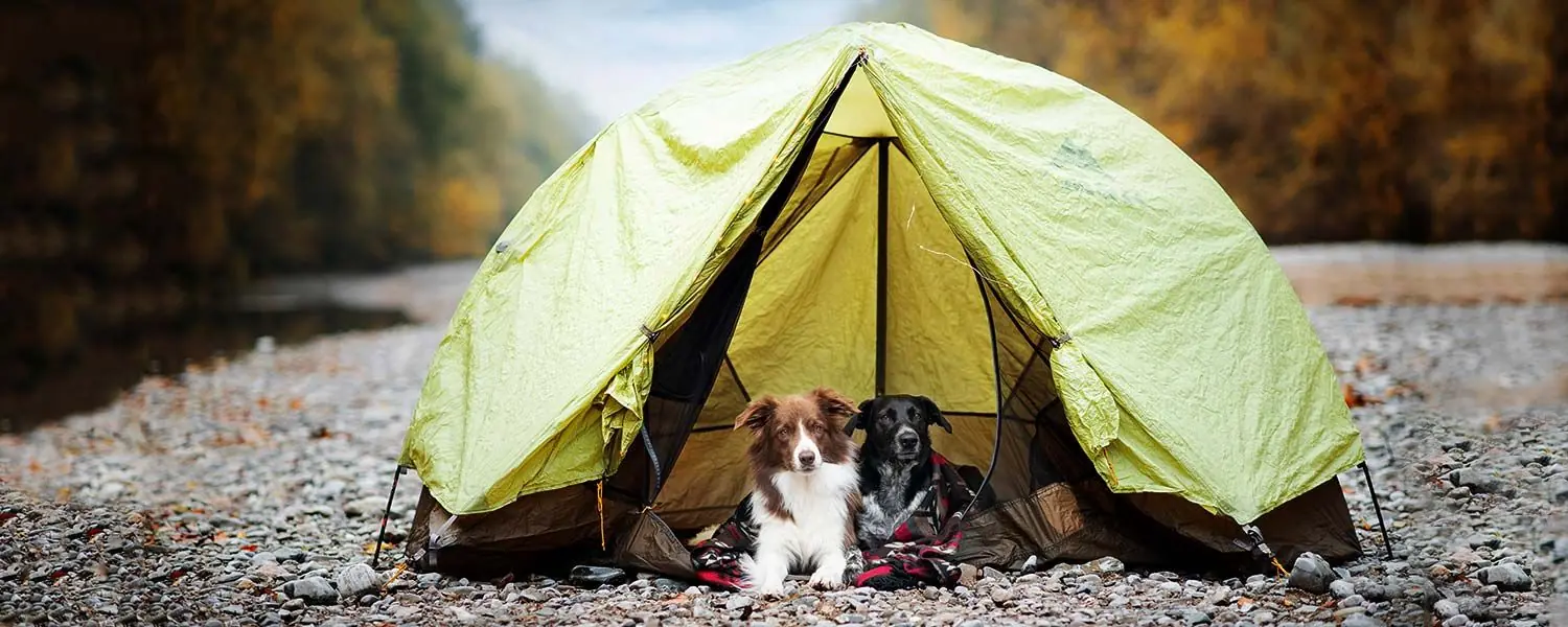 Camping con Perros - Qué Debes Tener en Cuenta para una Aventura Segura y Divertida