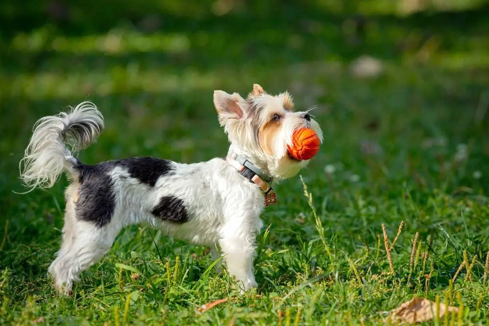 Caracteristicas del Yorkshire Blanco Parti Yorkie