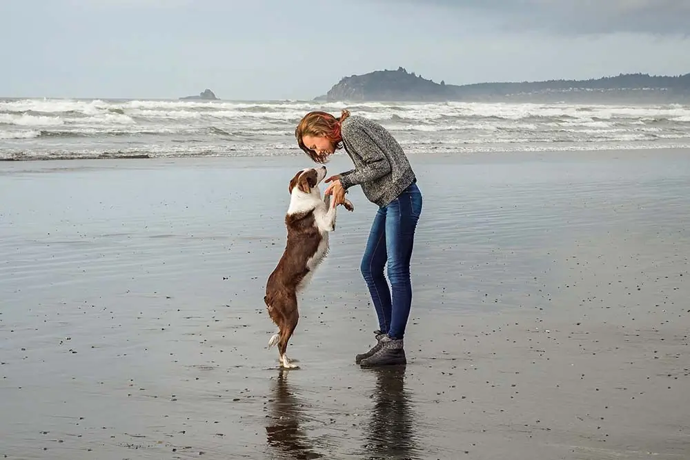Carattere collie pelo corto