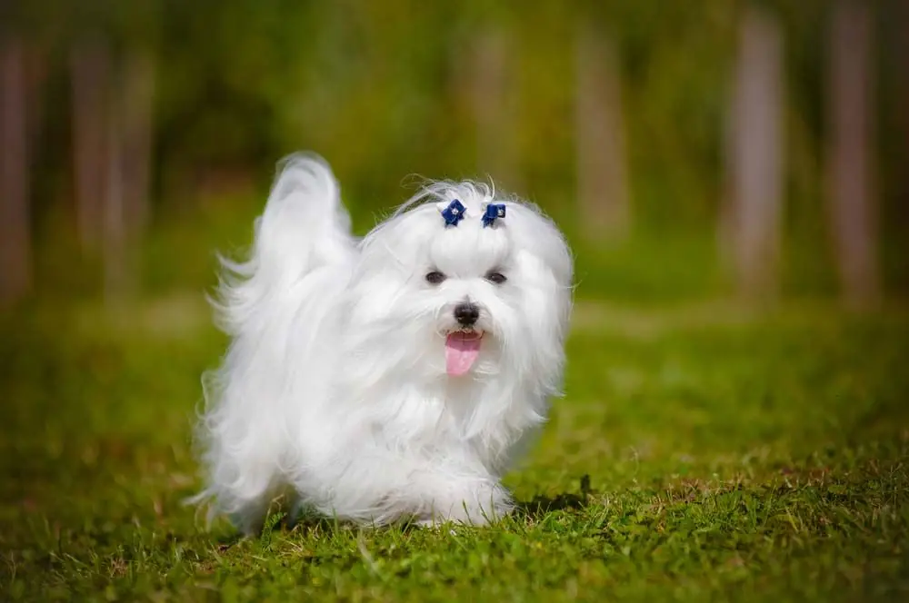 Caratteristiche Maltese bichon toy