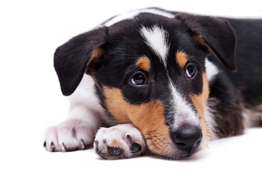 Caratteristiche collie smooth