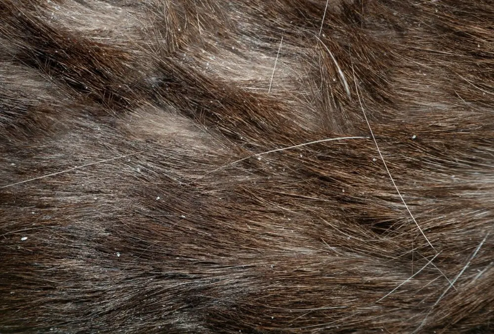 Causas de la caspa en perros