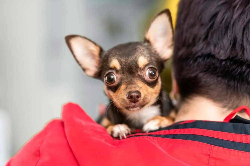 Chihuahua