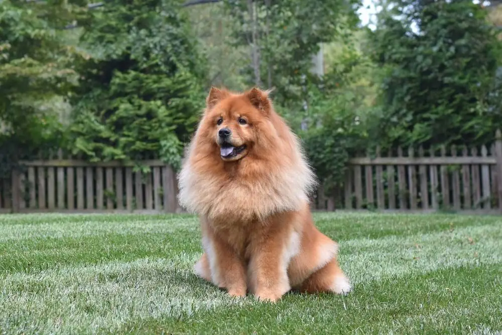 Chow chow