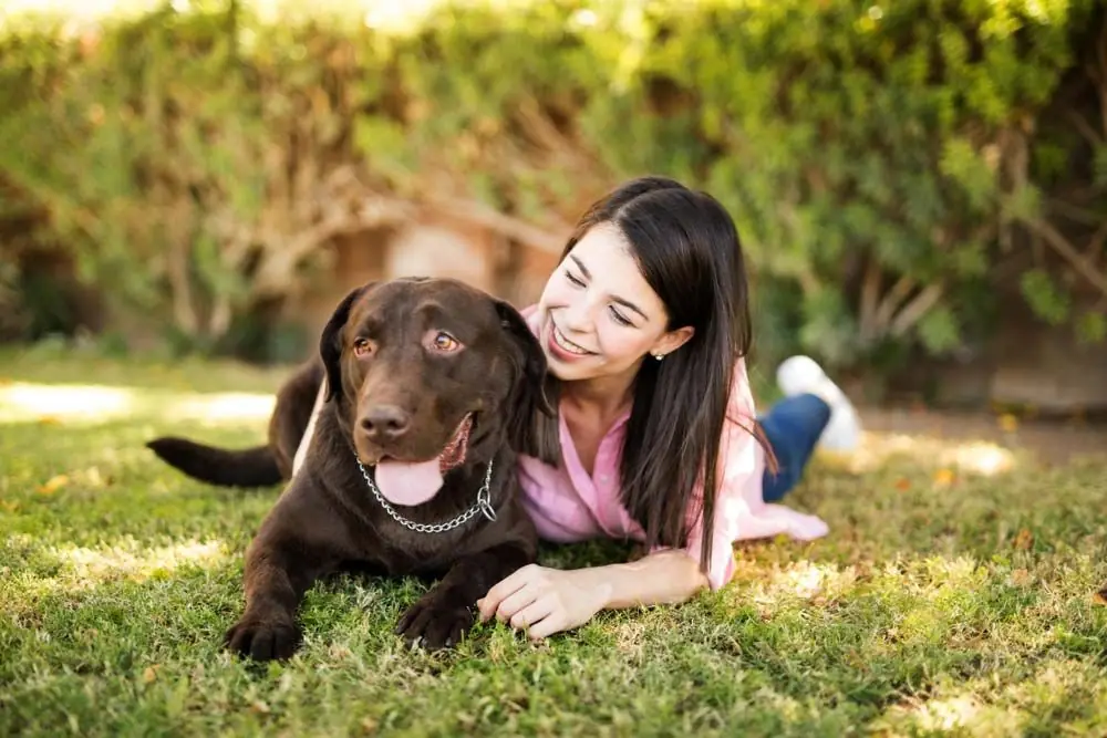 Come fornire cure ottimali al tuo Labrador Marrone