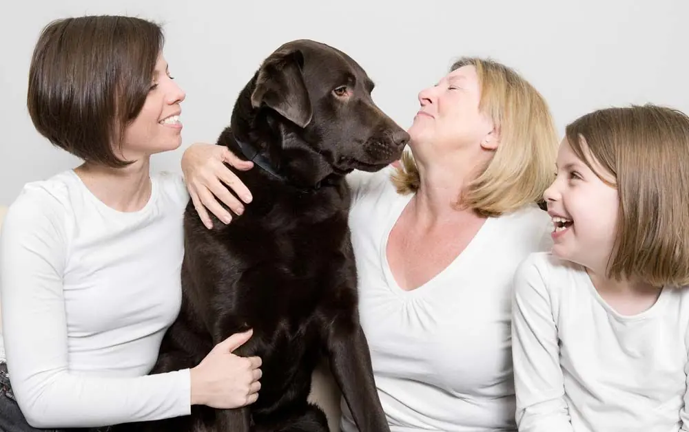 Come il carattere dell afascinante labrador marrone