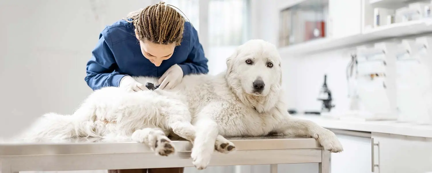 Comment nourrir votre chien pour prévenir la Malassezia