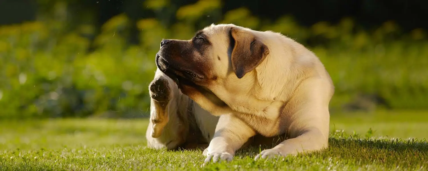 Comment prévenir et traiter les allergies chez les chiens
