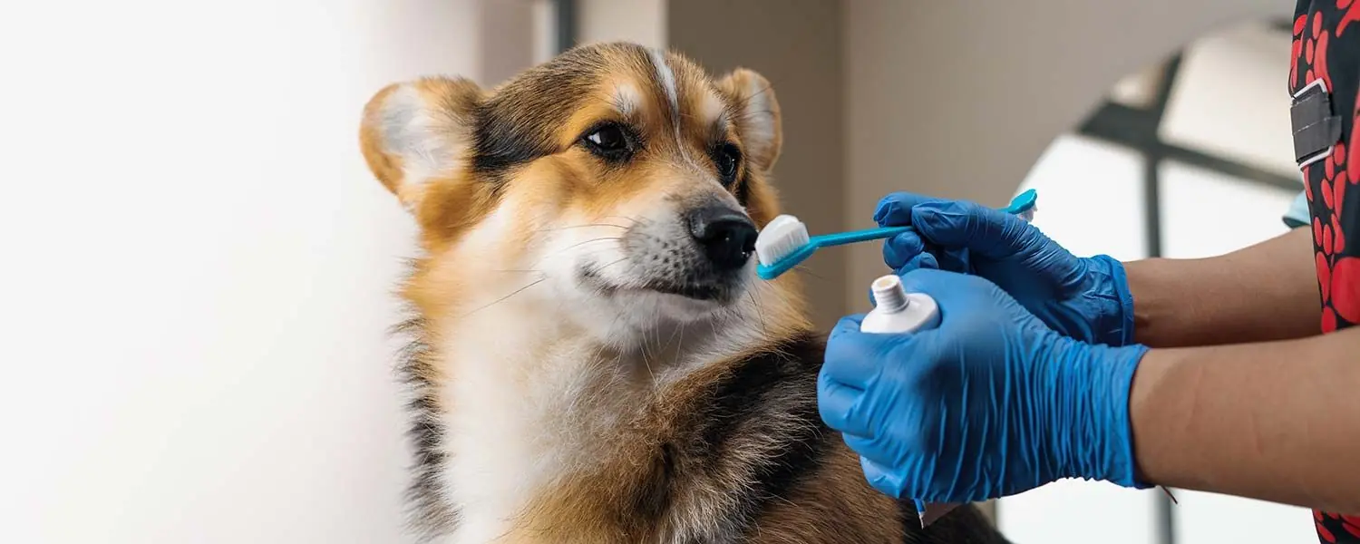 Comment prévenir et traiter les problèmes dentaires chez les chiens