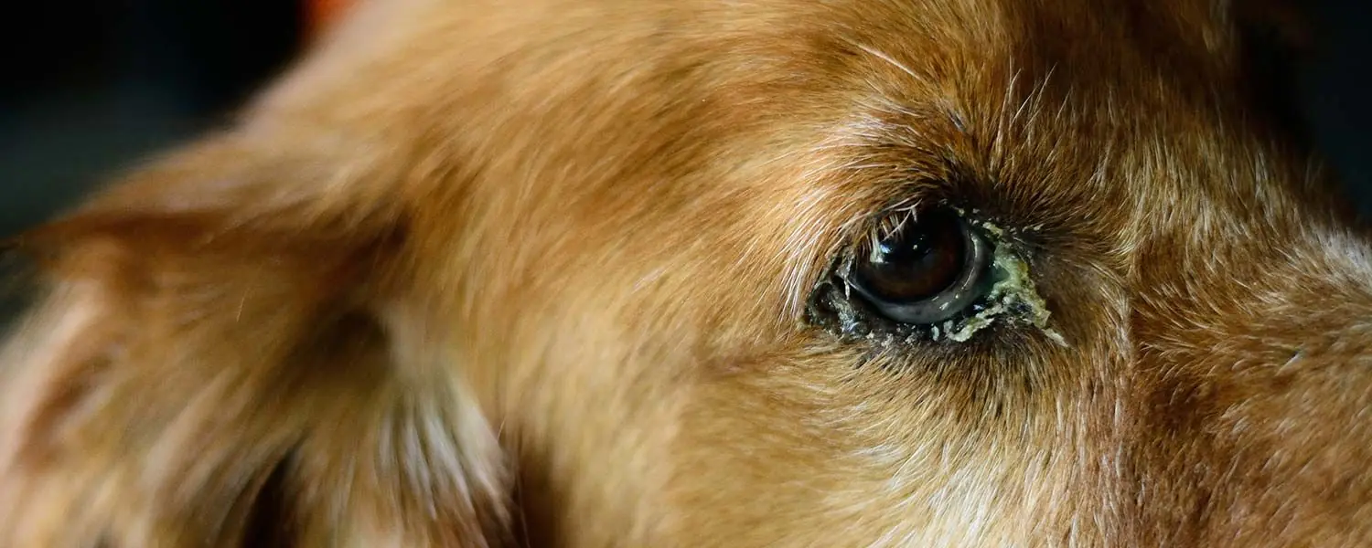 Comment prĂ©venir et traiter les infections de l'Ćil chez les chiens