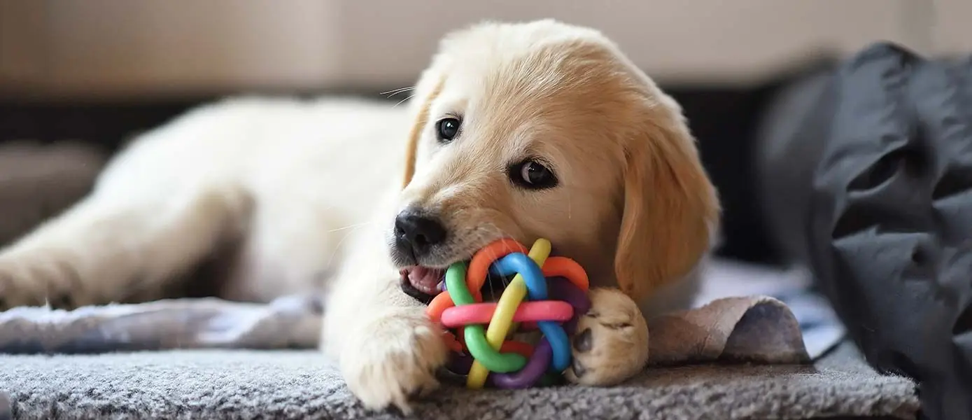 Cómo elegir el mejor juguete para tu perro