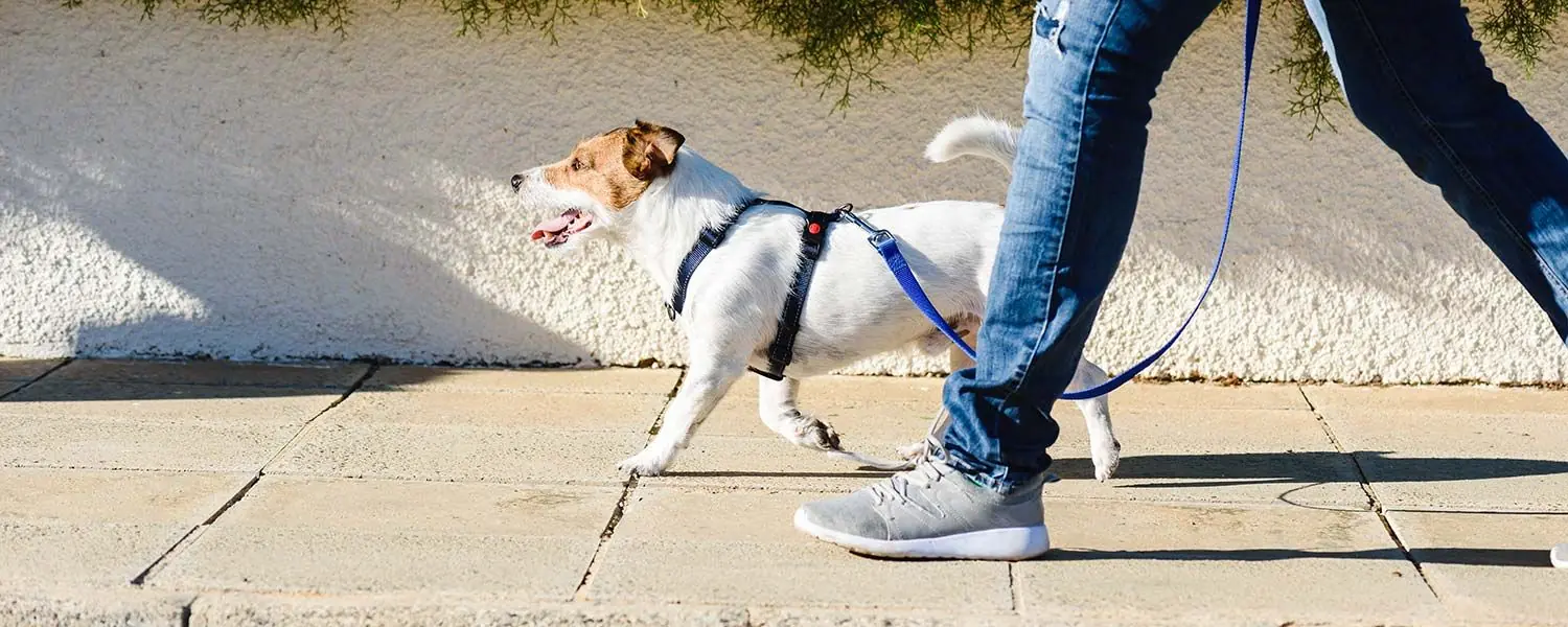 Cómo enseñar a tu perro a caminar con correa