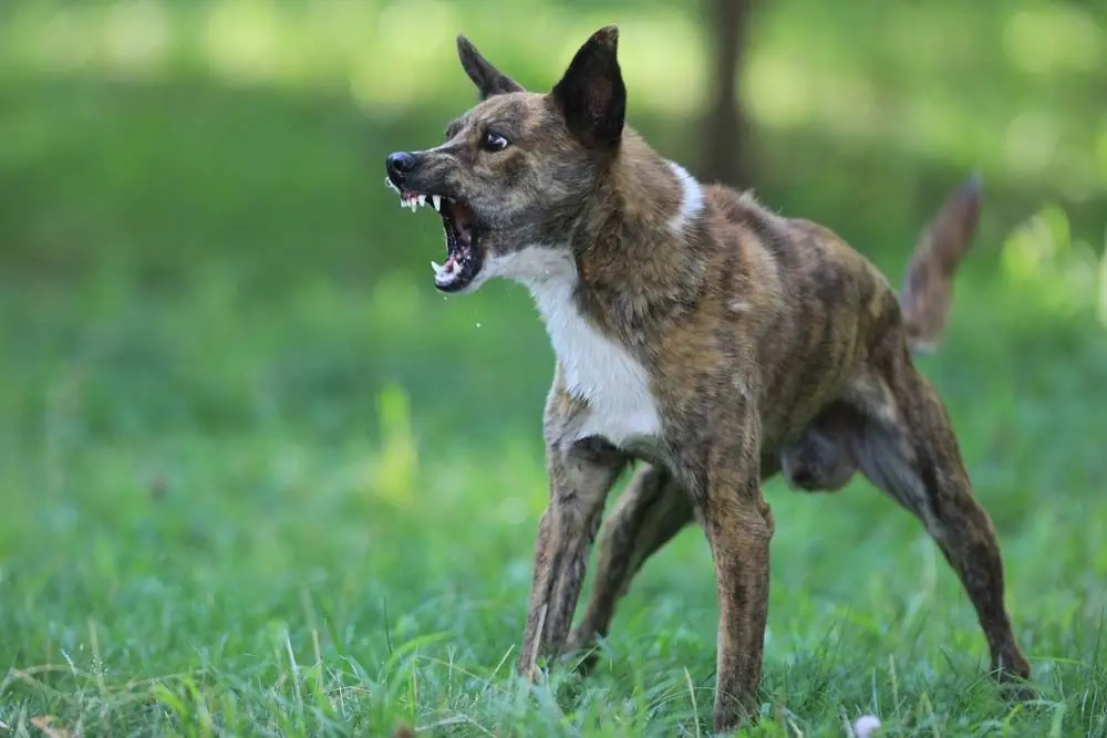 Como identificar los ataques de locura en perros