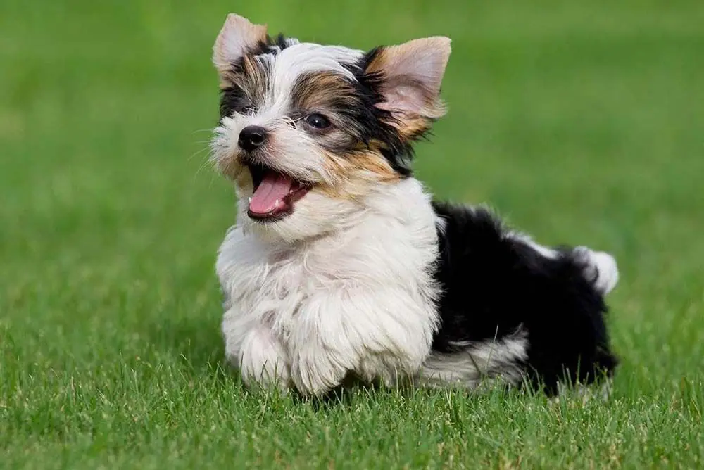Cuidados del Yorkshire Blanco Parti Yorkie