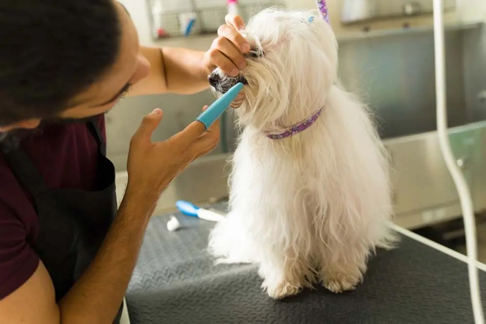 Cura dentale Maltese bichon toy