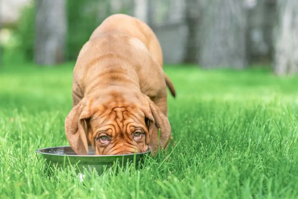 Cura e alimentazione ottimale dogo di Bordeaux