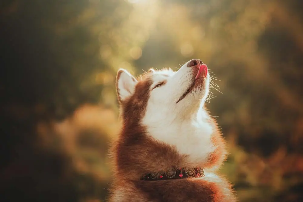 Cura salute per tuo Siberian Husky