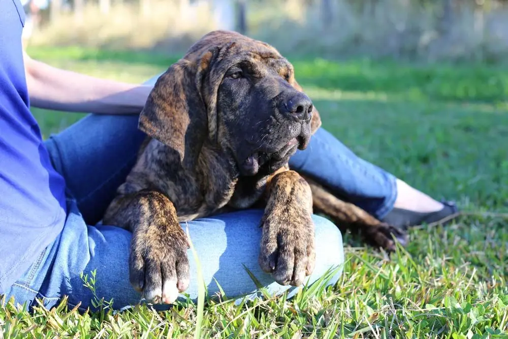 Cure esenziali fila brasileiro
