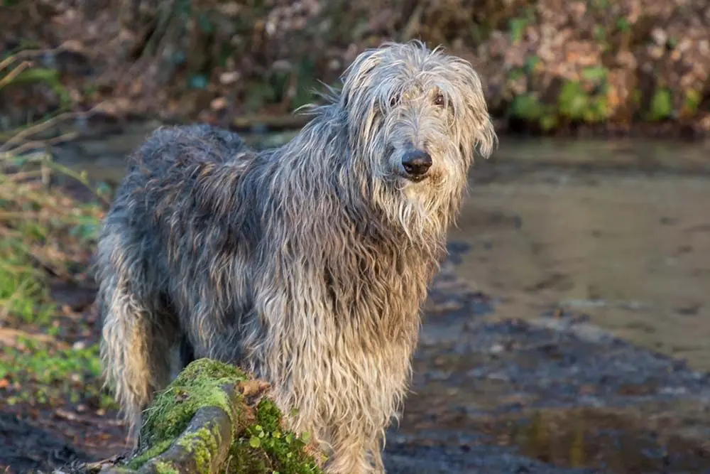 Deerhound