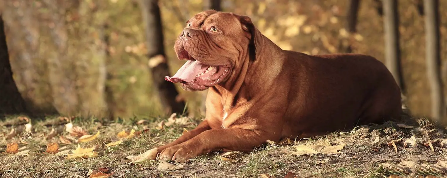 Il Dogo di Bordeaux: una razza di cani da guardia affidabile