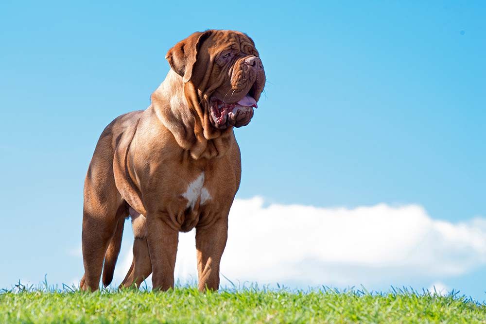 Dogue de bordeaux una maestosa razza con caratteristiche imponenti