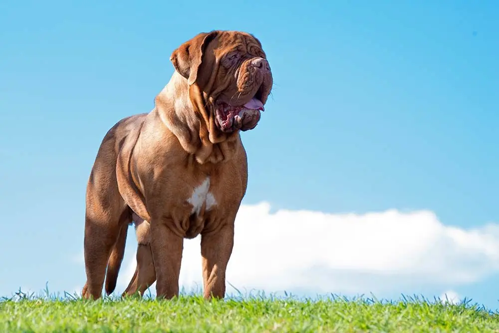 Dogue de bordeaux una maestosa razza con caratteristiche imponenti