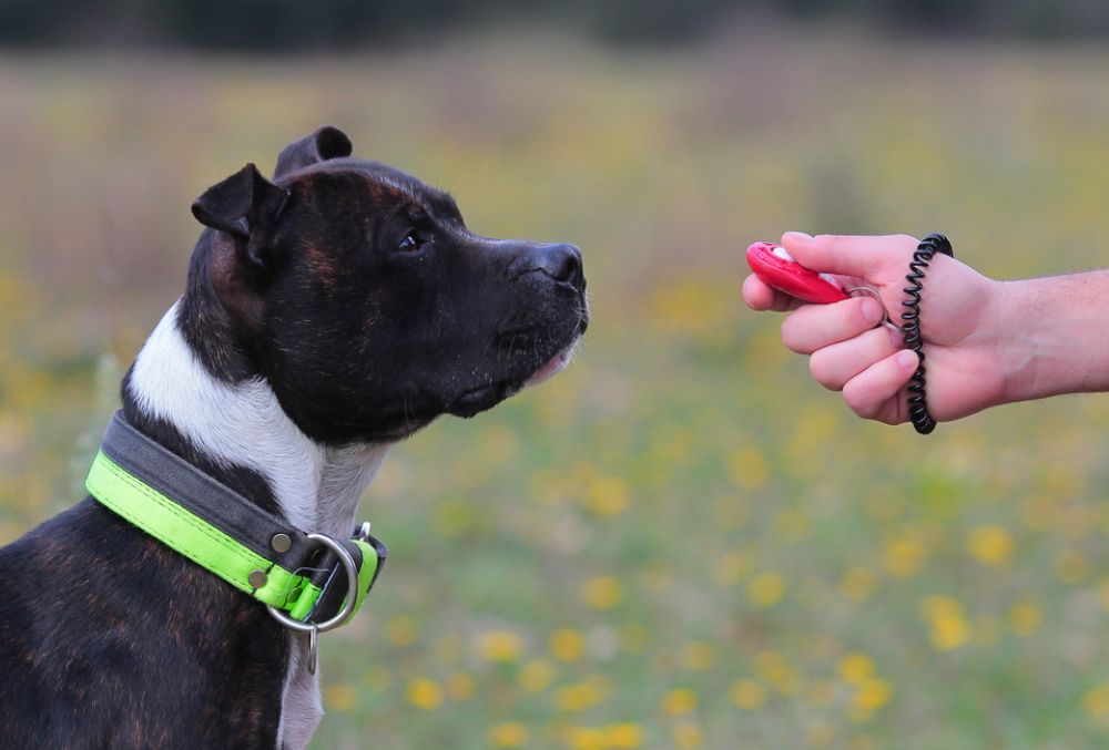 El clicker un aliado en el adiestramiento