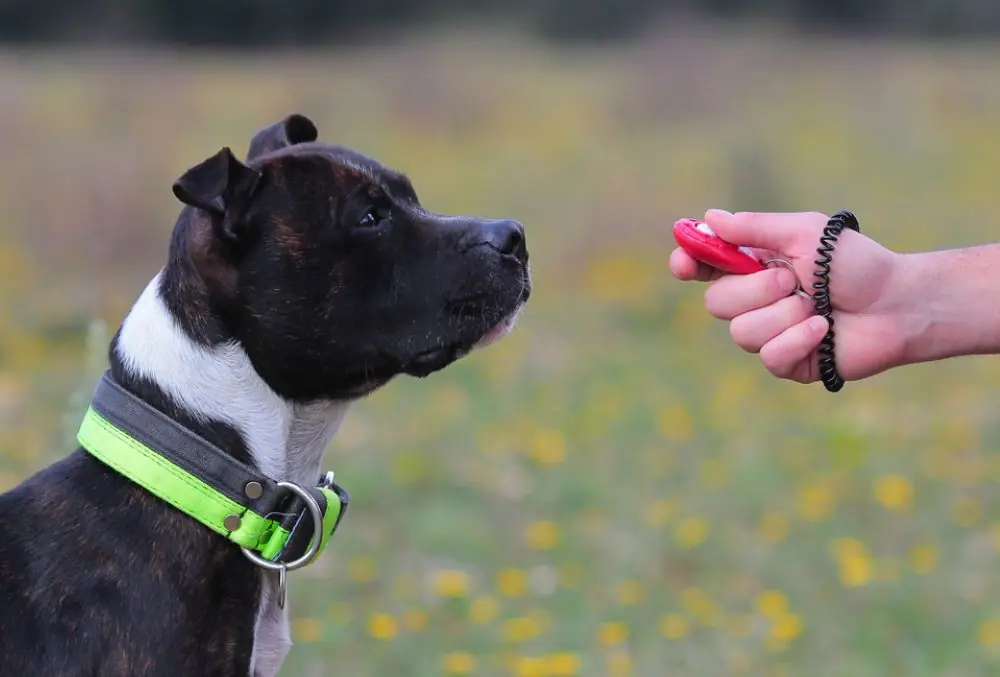 El clicker un aliado en el adiestramiento