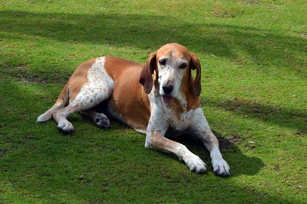 English Coonhound americano