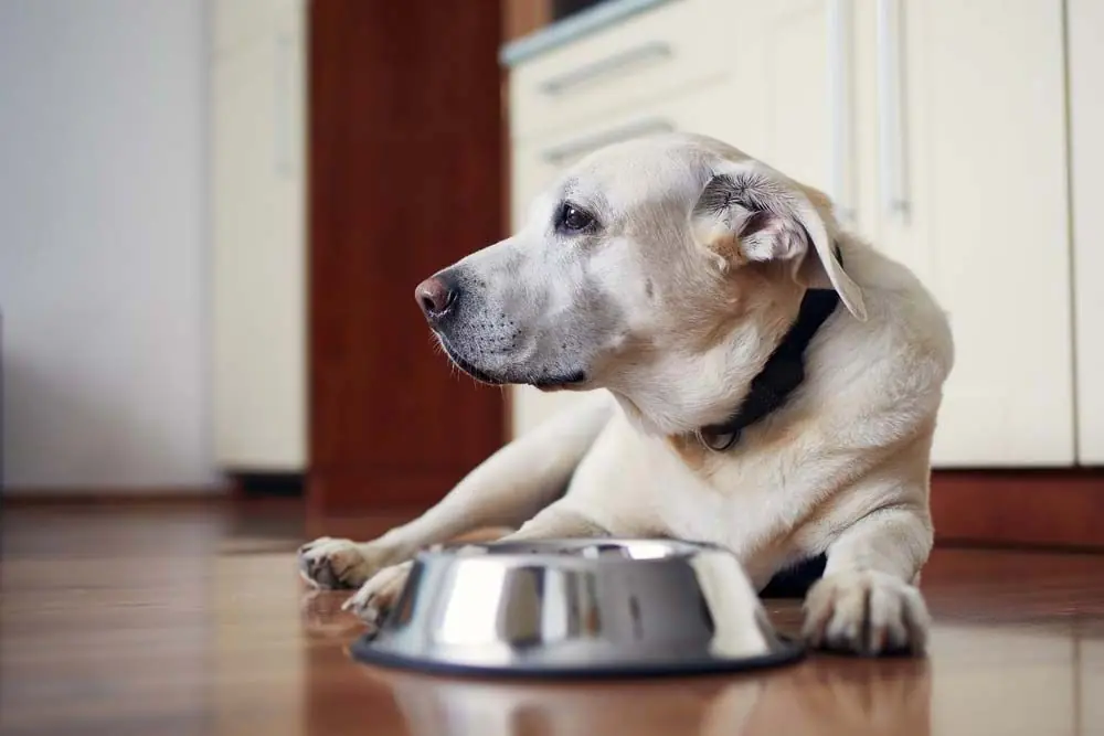Falta de Apetito en Perros Mayores - Causas y Qué Hacer para Estimular su Alimentación
