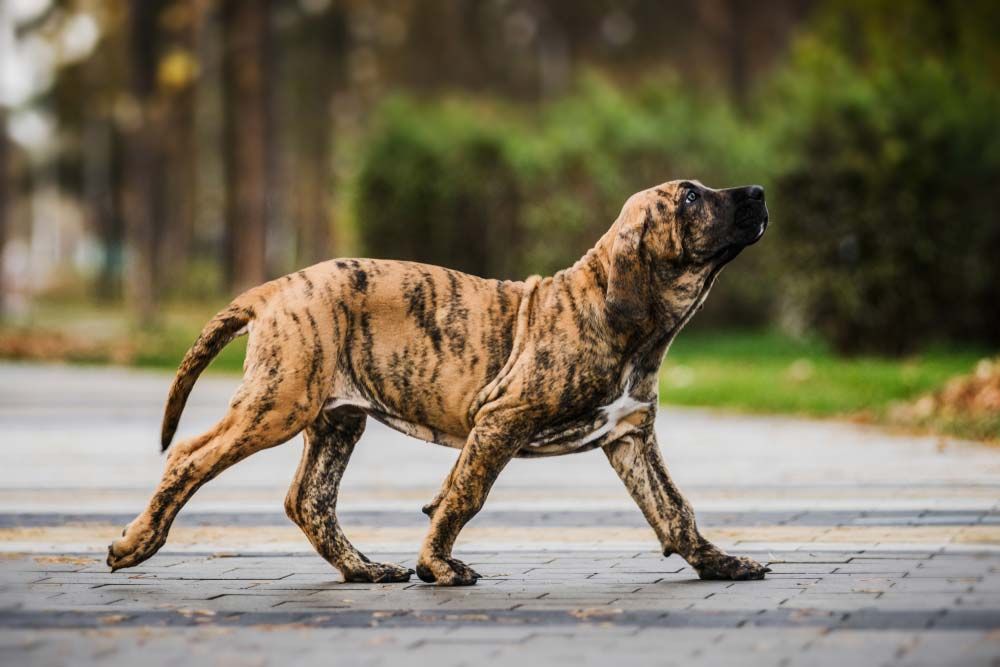 Fila brasileiro gigante imponente