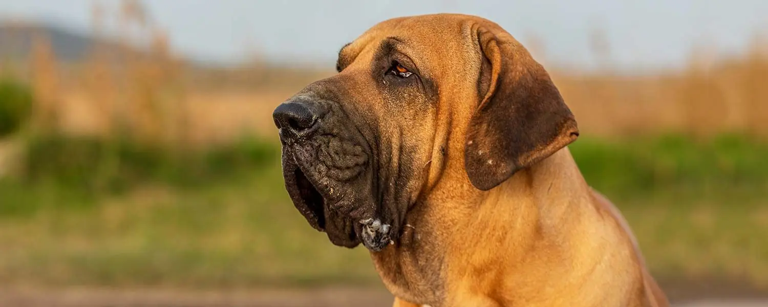 Il Fila Brasileiro: Un cane di grande forza e coraggio
